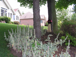 lilly lawn landscape